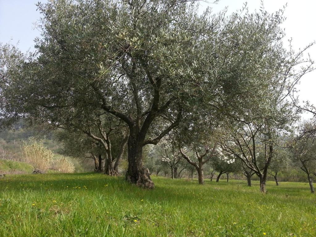 Al Merlo Olivo, Rural Istrian House Buje Exterior foto